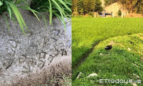 生物多样性， 蕞佳防水层