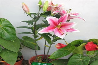 花卉种类繁杂，分类方法多如繁星