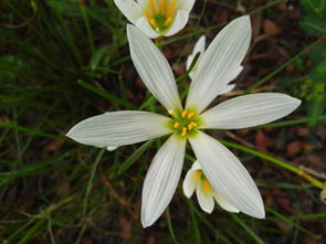 萱草：美丽的花朵，叶子像兰草，花朵像百合