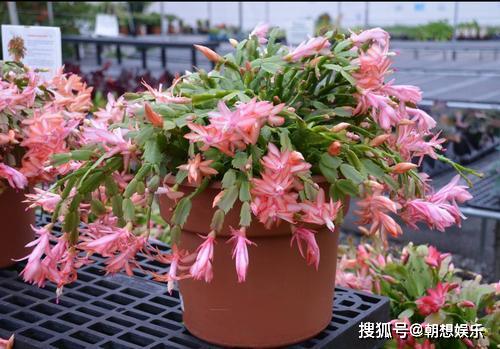 浇水：掌握浇水的技巧