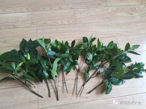 栀子花水插生根， 新手必备的注意事项