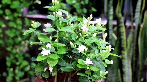 血泪教训：喷壶直浇新苗， 三天后全bu化水