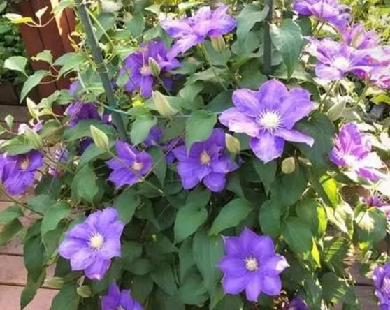 耐热花卉品种推荐