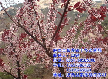 红叶李的园林应用