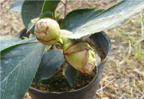茶花花苞发黑掉落的原因分析
