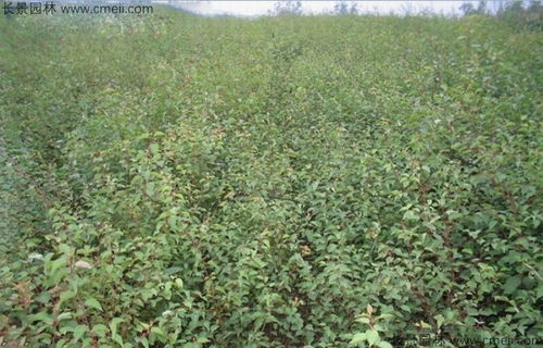 山杏种子的播种时间之谜