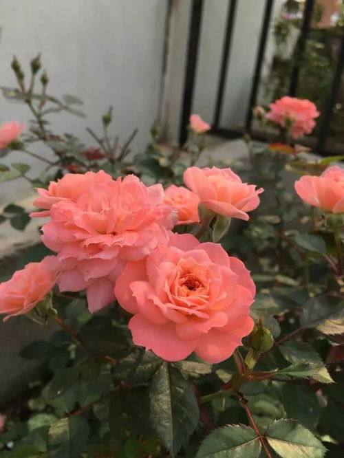 莎萨九零月季， 美丽的花朵，你知道吗？