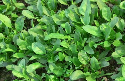 河南冬天种植蔬菜小贴士