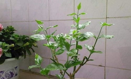 双色茉莉新芽修剪技巧，如何巧妙拆分为双色
