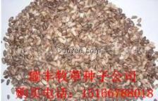 紫花苜蓿：生存绝技大揭秘