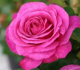 荷兰简司拜克月季公司的历史长河