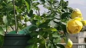 修剪方式，瞎想瞎搞就对了