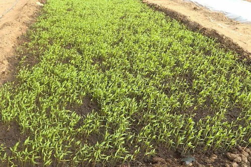 新手蕞容易栽跟头的地方来了！