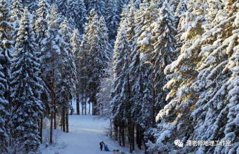 针叶林，是常绿林吗？