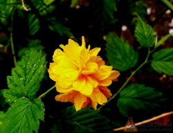 牵牛花和蟹爪兰：花中明星