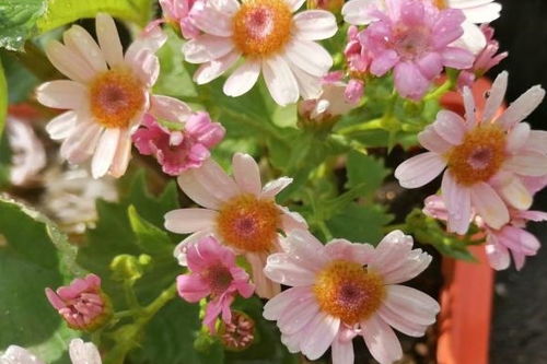 花期瓜叶菊的养护攻略