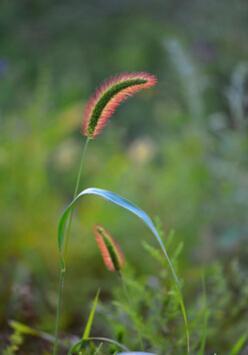 狗尾草：低等植物，花卉新宠，植物体魅力无限