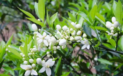 柑橘花蕾蛆防治， 关键在行动