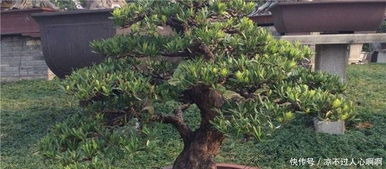 修剪枝叶， 保持水分平衡