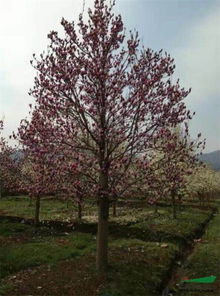 光照， 它需要阳光的拥抱