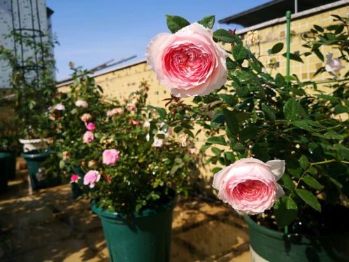 小仙女月季的花期究竟有多长？