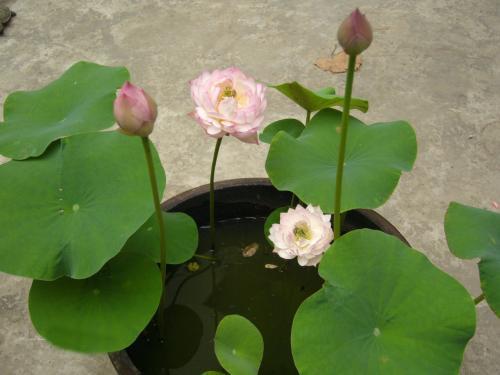 一、 莲花：出淤泥而不染，濯清涟而不妖