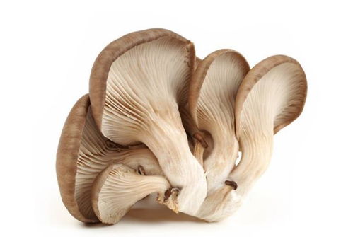 平菇最佳种植时间是什么季节最适宜