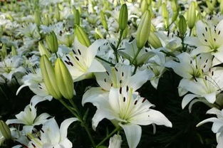 探秘百合花生长奥秘：环境与地方条件大揭秘