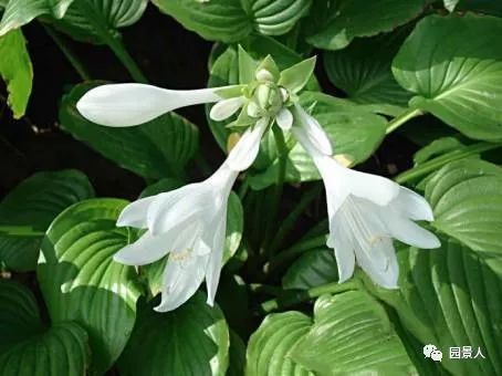 玉簪花种植时需要注意哪些土壤、光照和浇水等细节