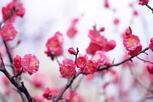 刺梅花美图来袭？这几种刺梅花