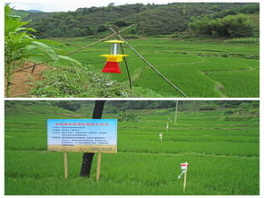 草木灰， 天然的农药替代品