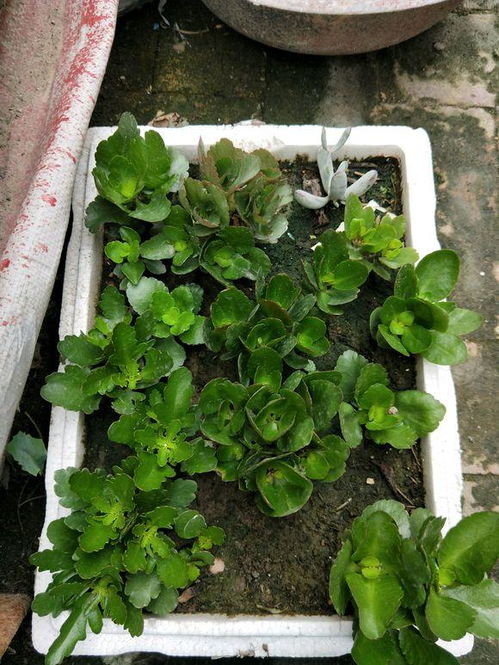 养护小贴士， 让长寿花绽放美丽