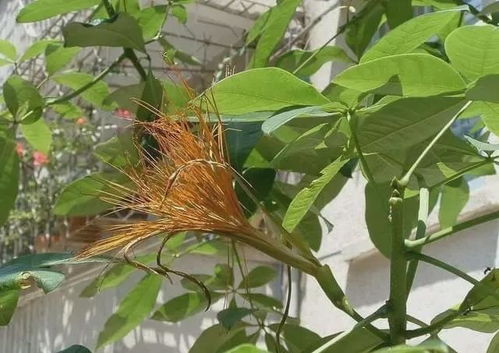 三、 养护不当导致黄叶