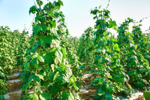 盲目引进， 导致全军覆没