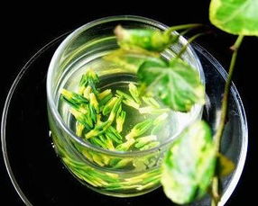 莲子心加菊花泡水，养生功效究竟如何