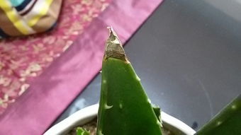 芦荟叶子尖发黄怎么办？是浇水过多还是施肥不足