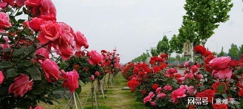 嫁接后的修剪技巧