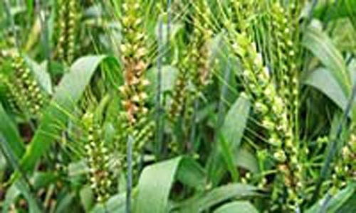 燕麦黑穗病现，植株矮化