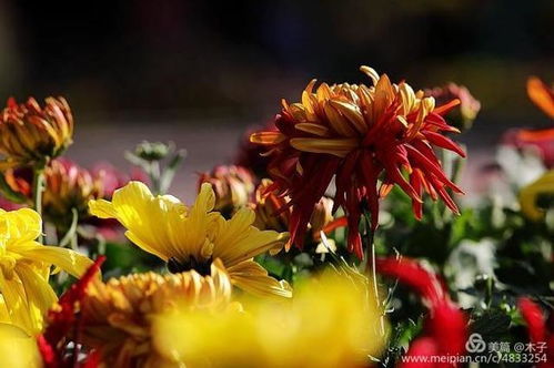 金榜题名：菊花花语，传承千年之美