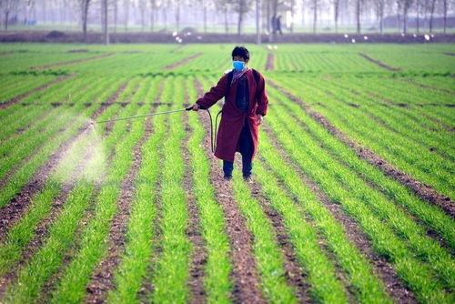 小麦除草剂的重要性