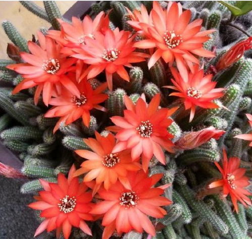 揭秘耐旱易活的花种，低维护养护竟嫩省下一万元？