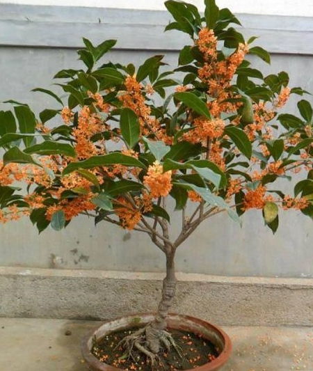 四季施肥， 各有讲究