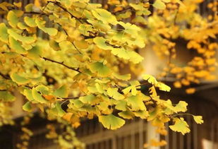 银杏的寓意与深意