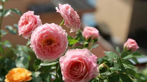 浇水原则，浇透不浇勤