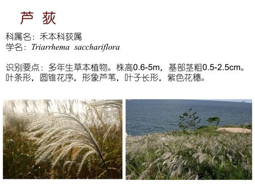 水蜈蚣：水生植物