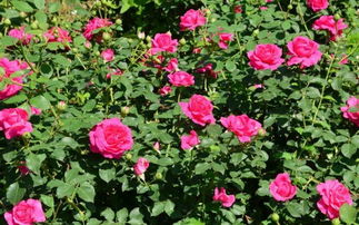 春季萌芽， 施肥要适量