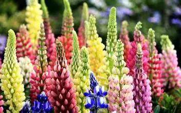 急救方案：烂根救星在此！