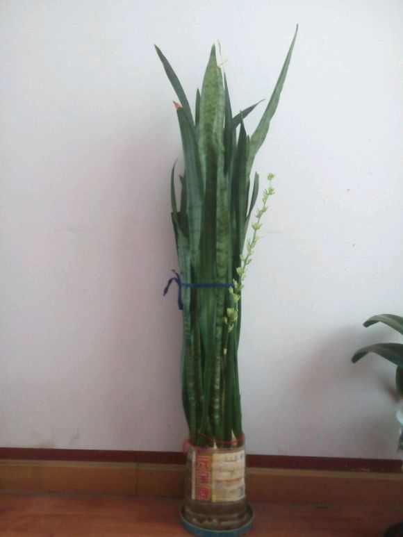 五、 君子兰：高贵典雅，彰显品味