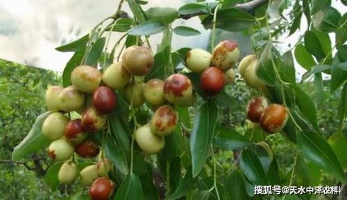 1. 树的管理与养护