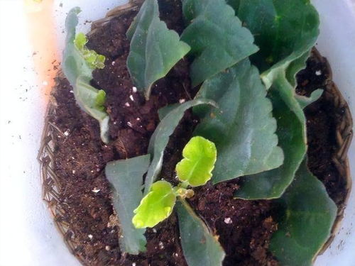 大岩桐叶插新法走红，爆款花卉种植秘诀！